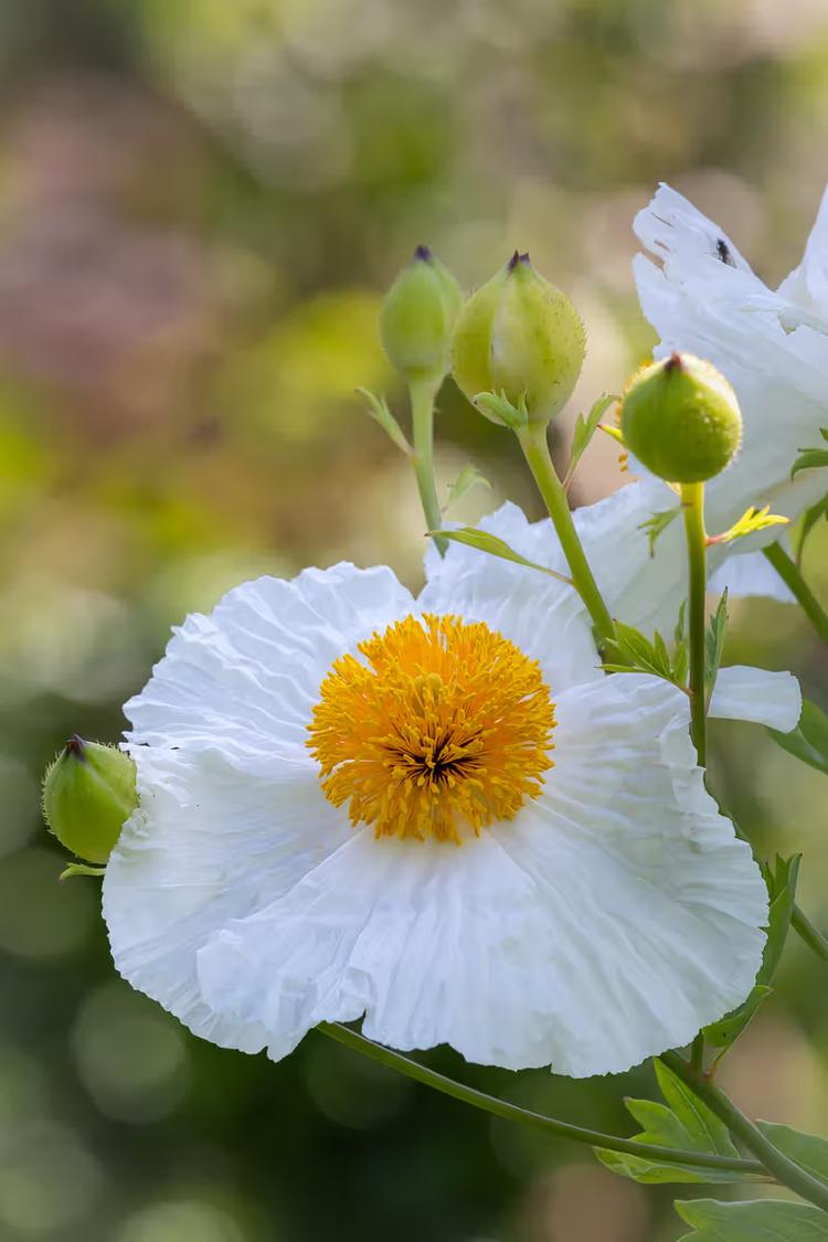 Witte Bloem met Geel