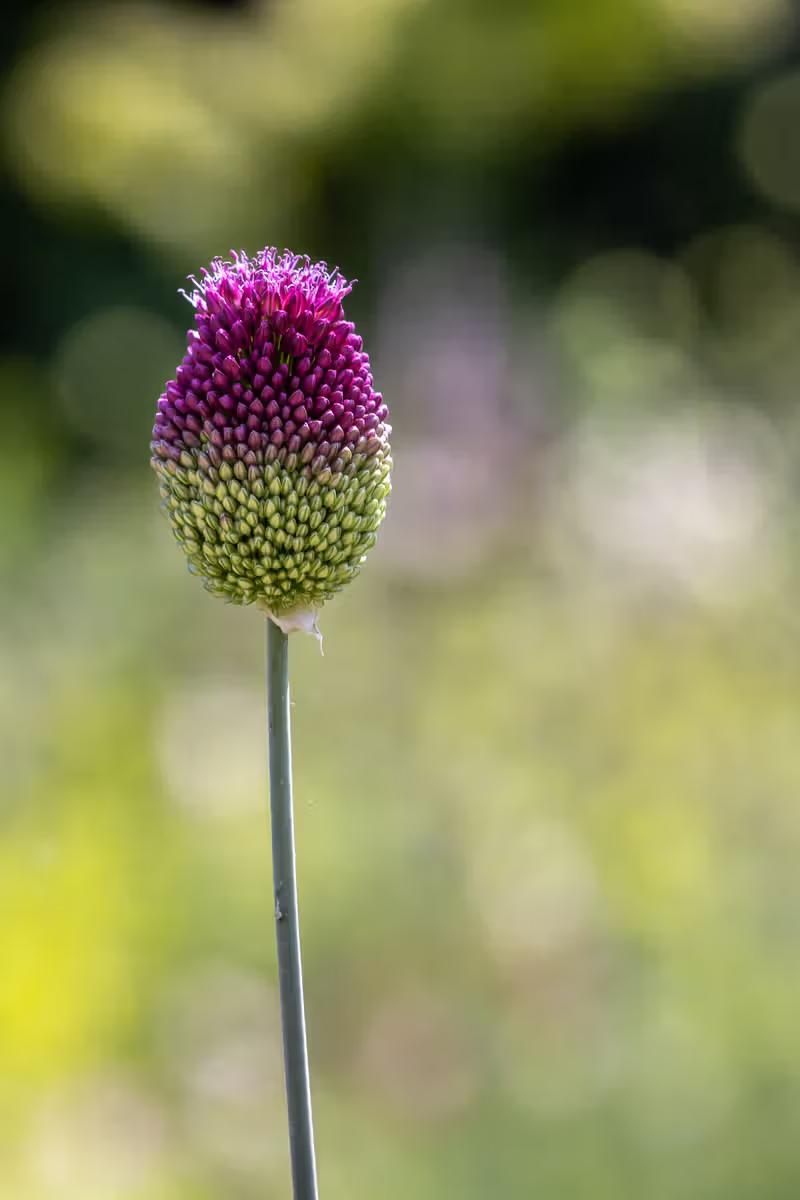 1D6A7189.jpg