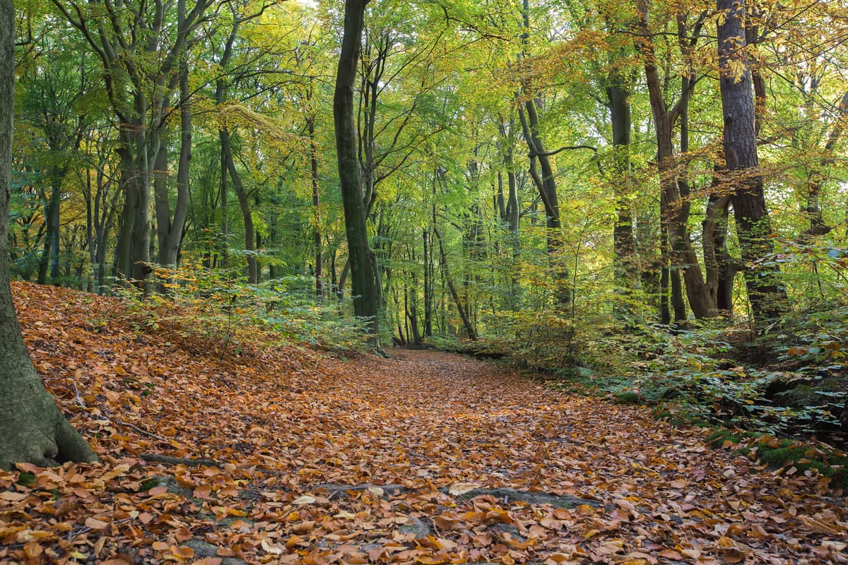 herfst 5.jpg