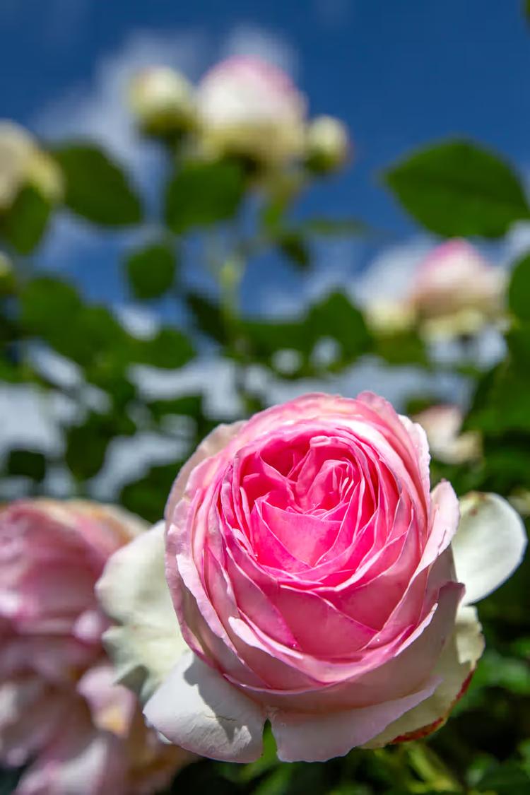 Roze Roos in Bloei