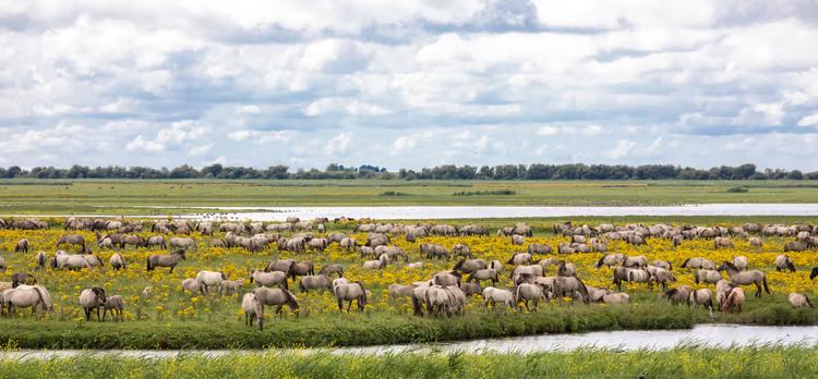 Paarden in het Veld