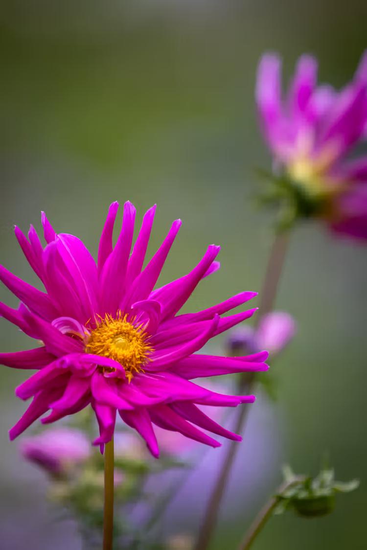 Prachtige Roze Bloem