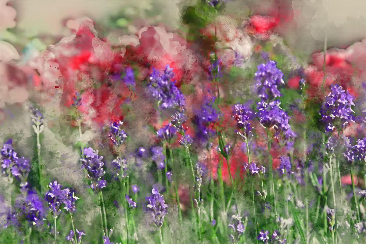 lavendel-art.jpg