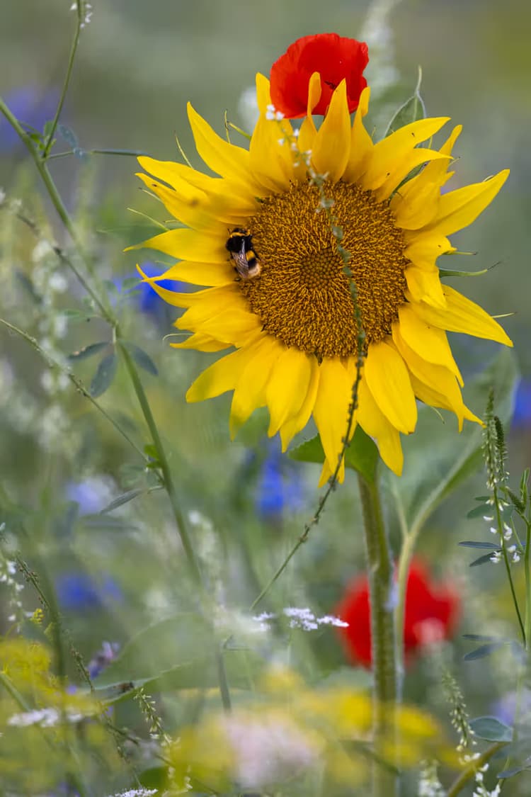 Zonnebloem en Bij